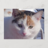 Feral Beauty Briefkaart (Voorkant)