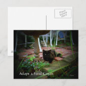 Feral Cat Adoption Briefkaart (Voorkant / Achterkant)