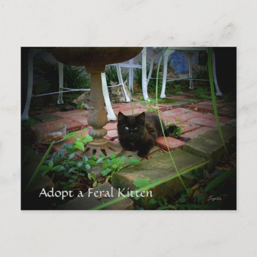 Feral Cat Adoption Briefkaart (Voorkant)