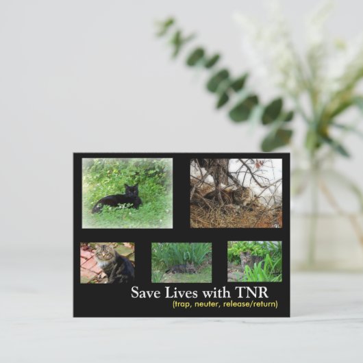 Feral Cat TNR Briefkaart (Staand voorkant)