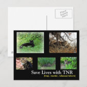 Feral Cat TNR Briefkaart (Voorkant / Achterkant)
