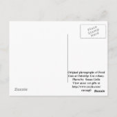 Feral Cat TNR Briefkaart (Achterkant)