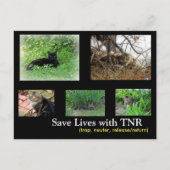 Feral Cat TNR Briefkaart (Voorkant)