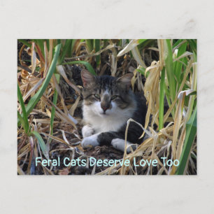 Feral Cats Deserve Love to Briefkaart