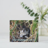 Feral Cats Deserve Love to Briefkaart (Staand voorkant)
