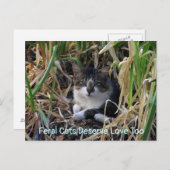 Feral Cats Deserve Love to Briefkaart (Voorkant / Achterkant)