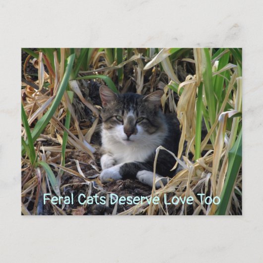 Feral Cats Deserve Love to Briefkaart (Voorkant)