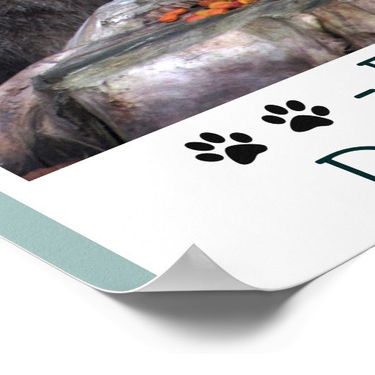 Feral Cats Deserving of Love Poster (Hoek)