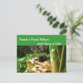 Feral Kittens in Forest Den Briefkaart (Staand voorkant)