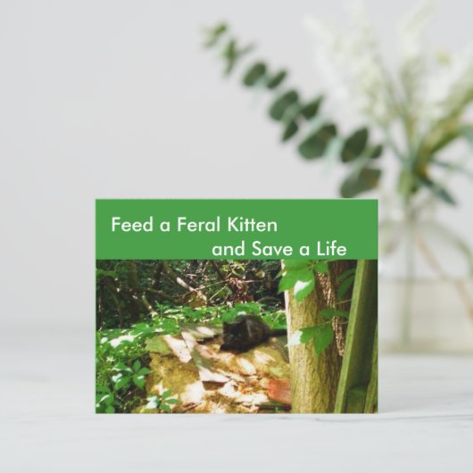 Feral Kittens in Forest Den Briefkaart (Staand voorkant)