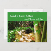 Feral Kittens in Forest Den Briefkaart (Voorkant / Achterkant)