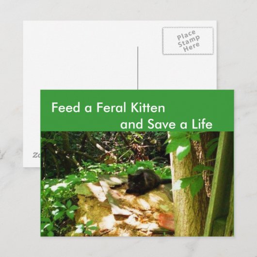 Feral Kittens in Forest Den Briefkaart (Voorkant / Achterkant)