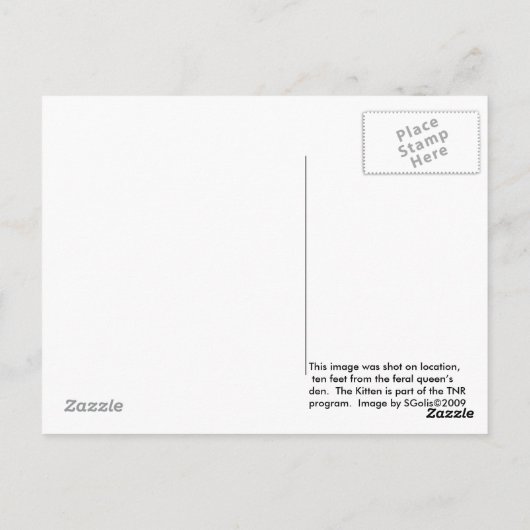 Feral Kittens in Forest Den Briefkaart (Achterkant)