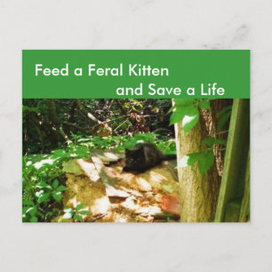 Feral Kittens in Forest Den Briefkaart