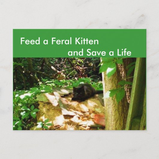 Feral Kittens in Forest Den Briefkaart (Voorkant)