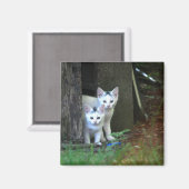 Feral Kittens Magneet (Voorkant / Achterkant)