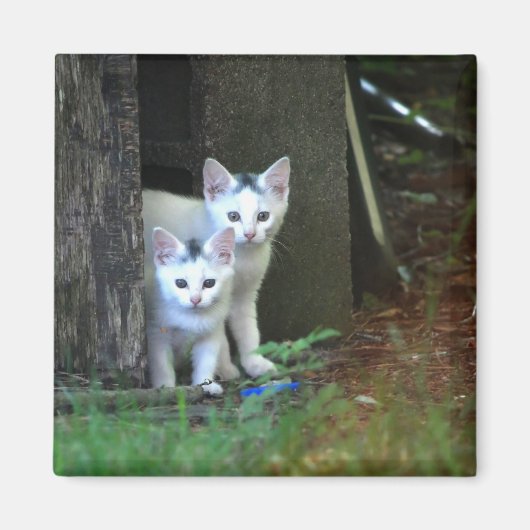 Feral Kittens Magneet (Voorkant)