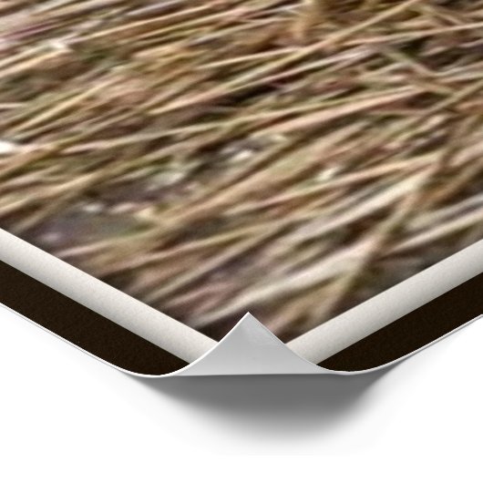 Feral Kittens Poster (Hoek)