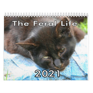 Feral Life Feral Cats Photo Callendar Kalender