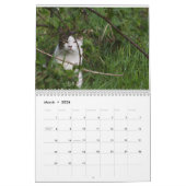 Feral Life Feral Cats Photo Callendar Kalender (Mar 2026)