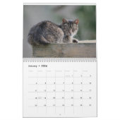 Feral Life Feral Cats Photo Callendar Kalender (Jan 2026)