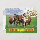 Feral paarden, Assateague Island Nat. Seashore Briefkaart (Voorkant / Achterkant)