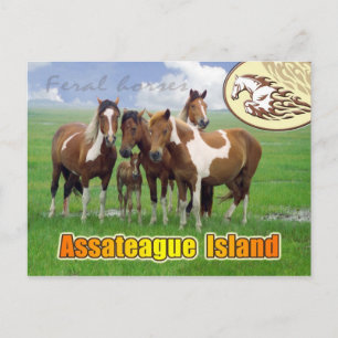 Feral paarden, Assateague Island Nat. Seashore Briefkaart