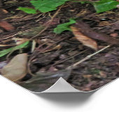 Feral Rooster Poster (Hoek)