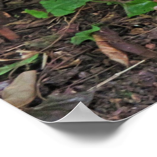 Feral Rooster Poster (Hoek)