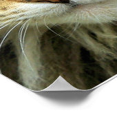 Feral Tabby Cat met Green Eyes Portret Print (Hoek)