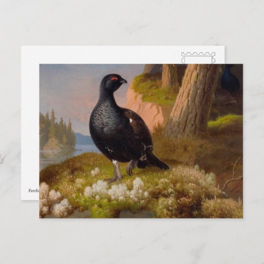 Ferdinand von Wright Black grouses CC0065 Briefkaart (Voorkant / Achterkant)