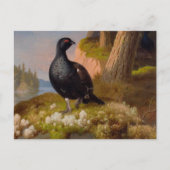 Ferdinand von Wright Black grouses CC0065 Briefkaart (Voorkant)