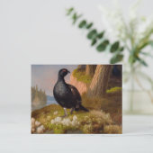 Ferdinand von Wright Black grouses CC0065 Briefkaart (Staand voorkant)