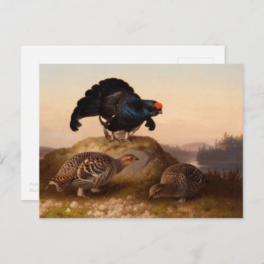 Ferdinand von Wright Blackgrouses CC0822 Briefkaart (Voorkant / Achterkant)