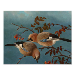 Ferdinand von Wright - Jays Foto Afdruk