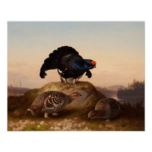 Ferdinand von Wright Orrar Black grouses 1870 Perfect Poster (Voorkant)