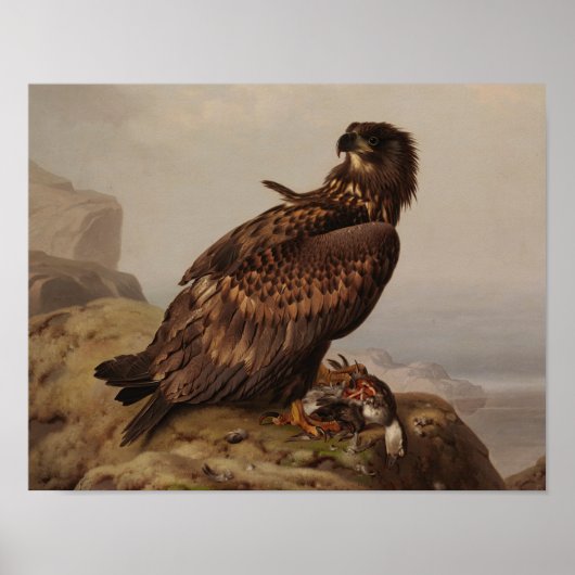 Ferdinand von Wright - White-Tailed Eagle Poster (Voorkant)