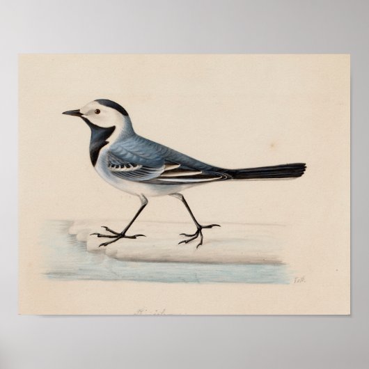 Ferdinand von Wright - White Wagtail Poster (Voorkant)