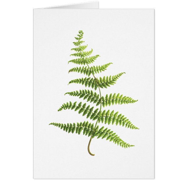 Fern (Voorkant)