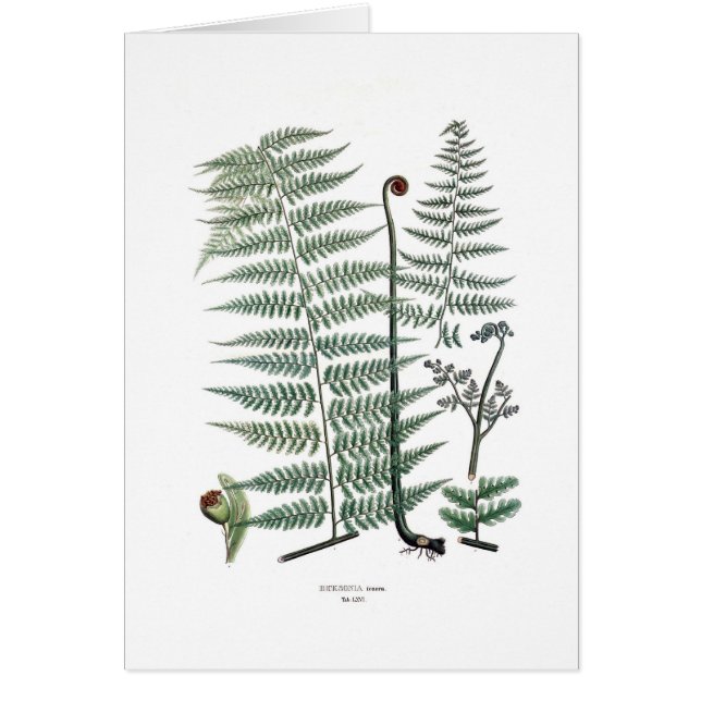 Fern (Voorkant)