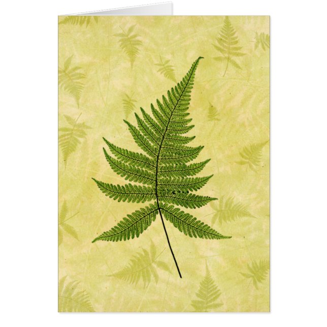 Fern (Voorkant)