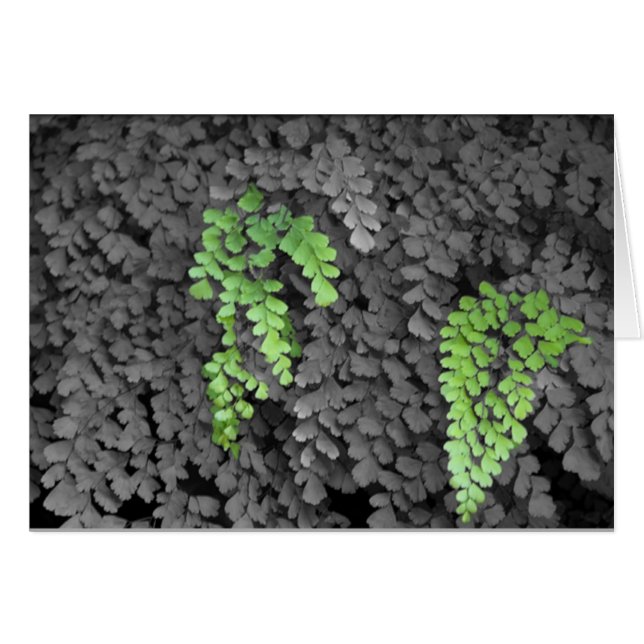 Fern (Voorkant Horizontaal)