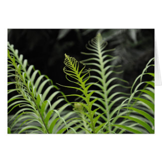 Fern