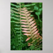 FERN 1 POSTER (Voorkant)