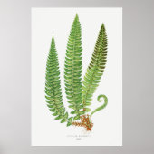 Fern 3 poster (Voorkant)