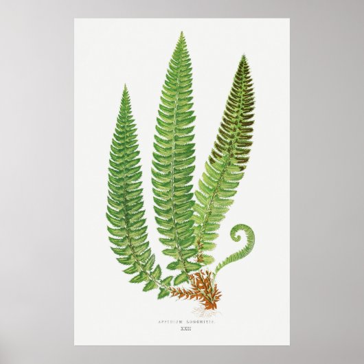 Fern 3 poster (Voorkant)