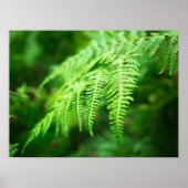Fern Afbeelding Poster (Voorkant)