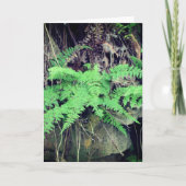 Fern Alle gelegenheden Kaart (Voorkant)