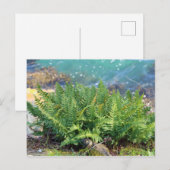 Fern bij het zee briefkaart (Voorkant / Achterkant)