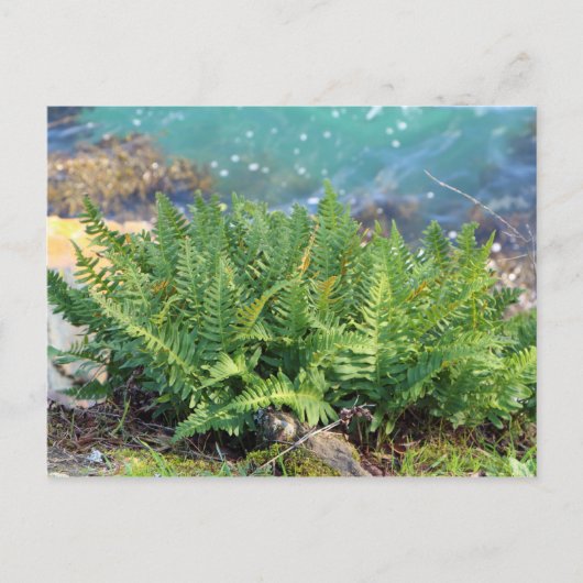 Fern bij het zee briefkaart (Voorkant)
